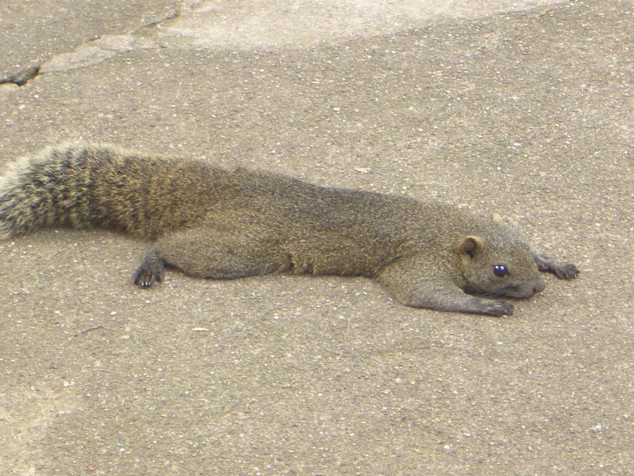 🐿️ 킨카산 다람쥐 마을 (기후 킨카잔 리스무라) 이미지 1